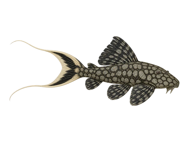 Papa Lyretail Pleco (L090)