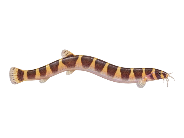 Kuhli Loach