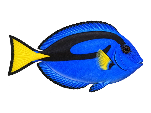Blue Tang