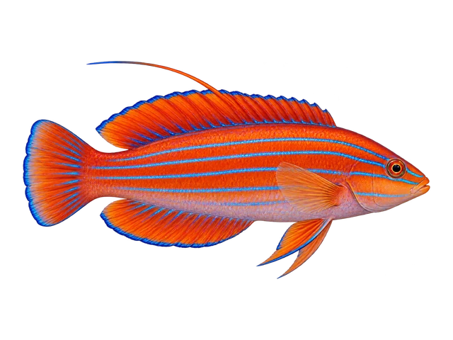 McCosker's Flasher Wrasse