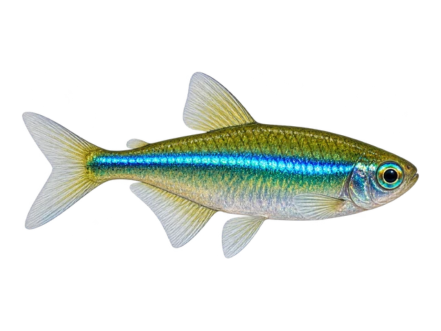 Green Neon Tetra