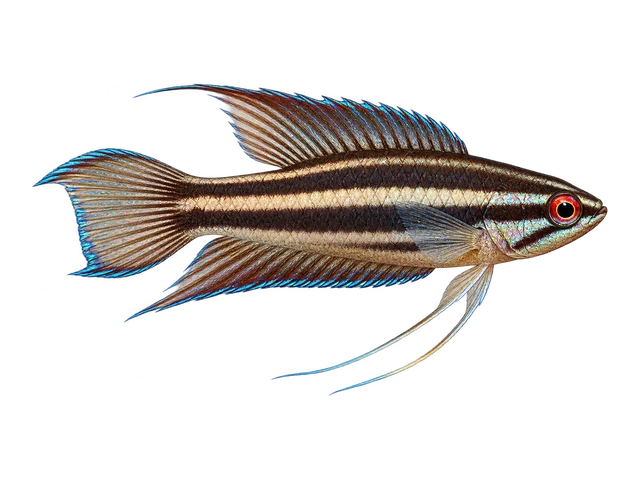 Licorice Gourami