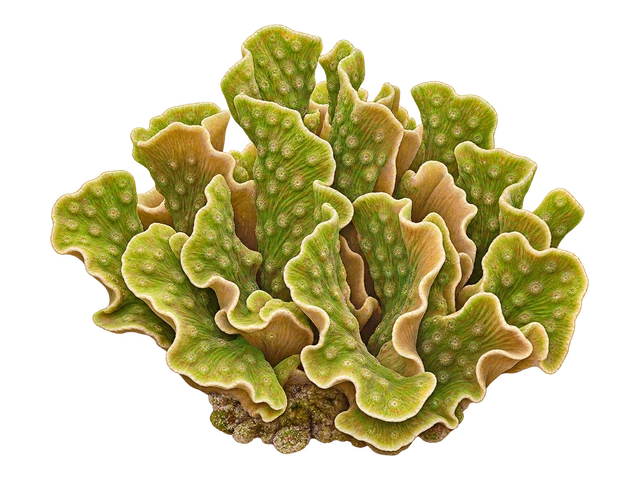 Cactus Coral