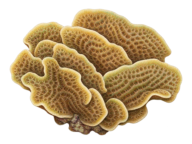 Pavona Decussata
