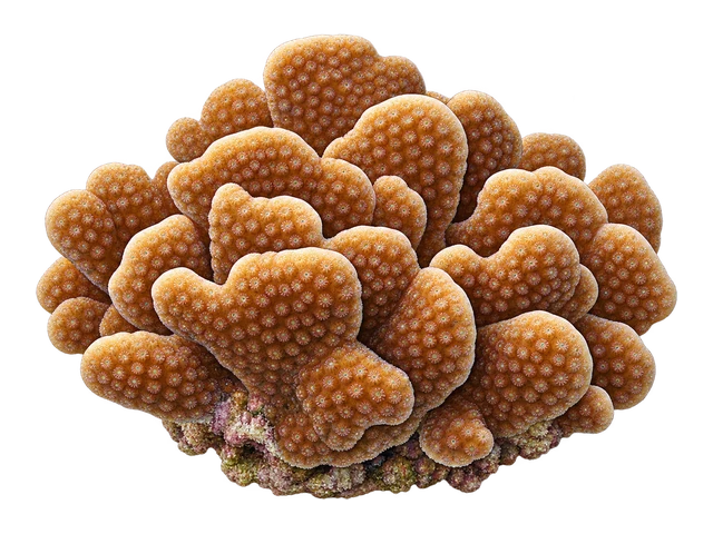 Pavona Maldivensis