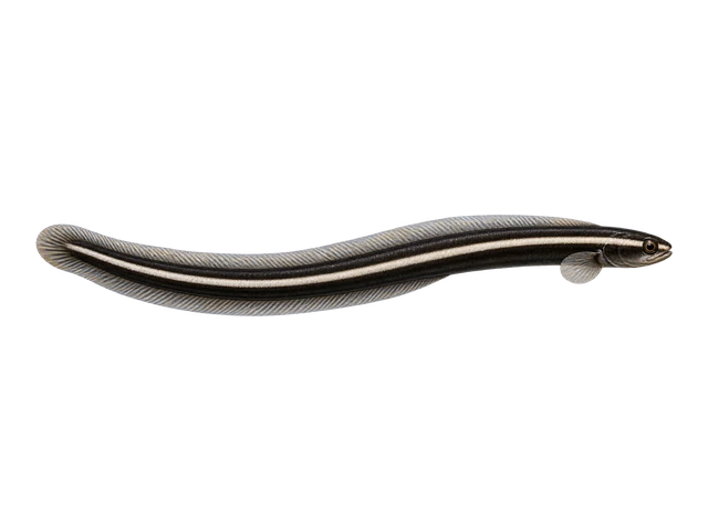 Engineer Goby