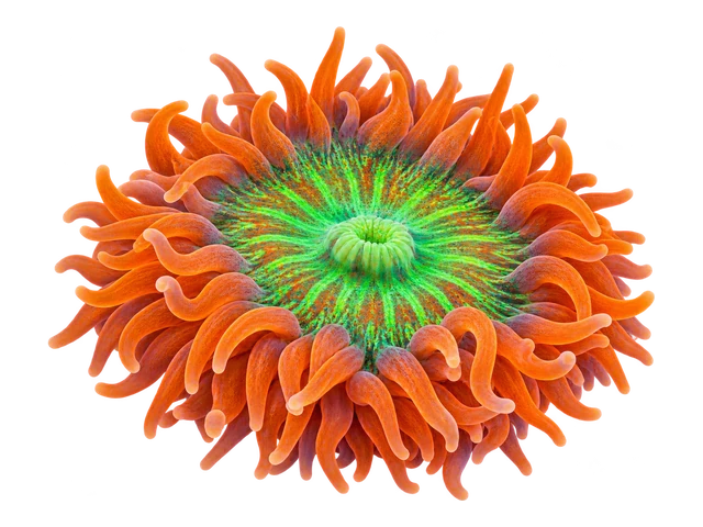 Rock Flower Anemone