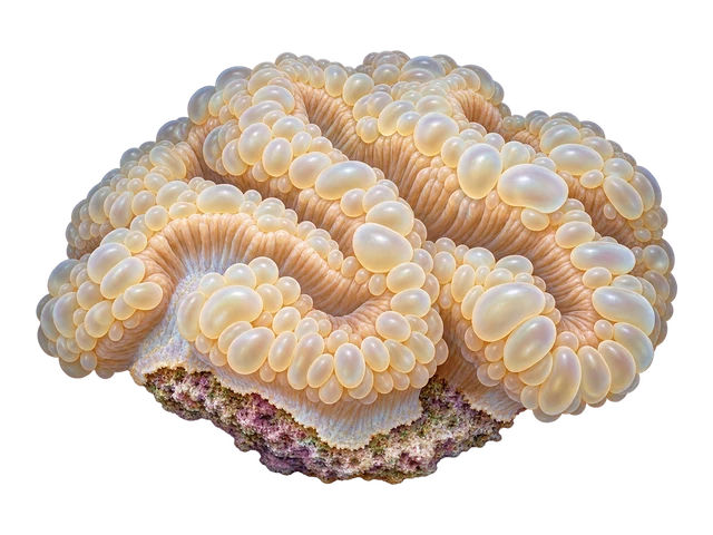 Pearl Bubble Coral