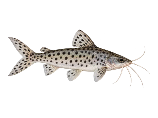 Pictus Catfish
