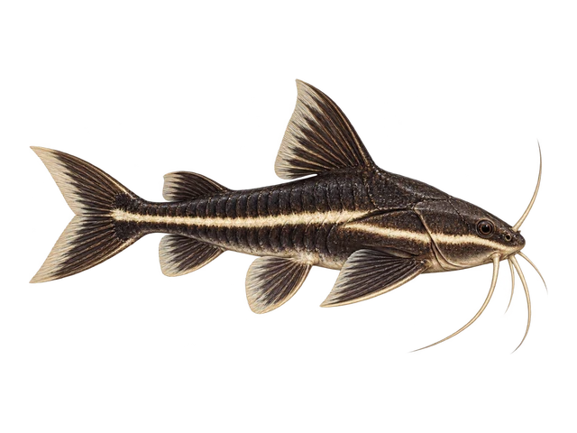 Striped Raphael Catfish