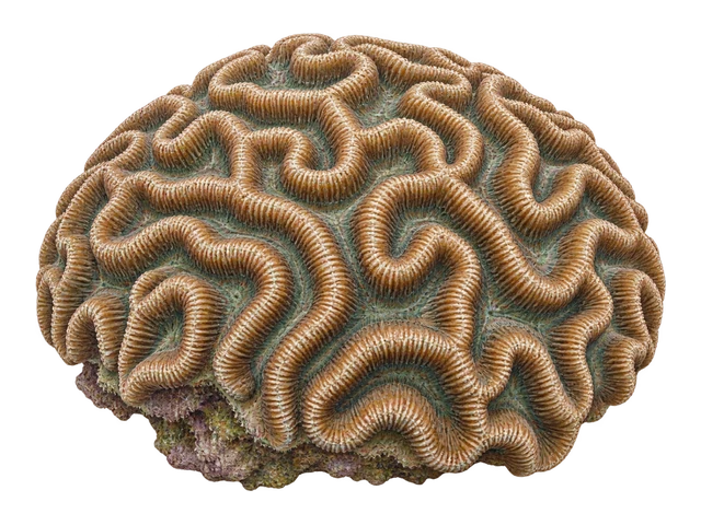 Maze Brain Coral