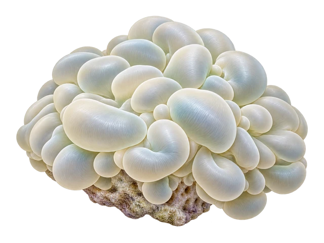Bubble Coral