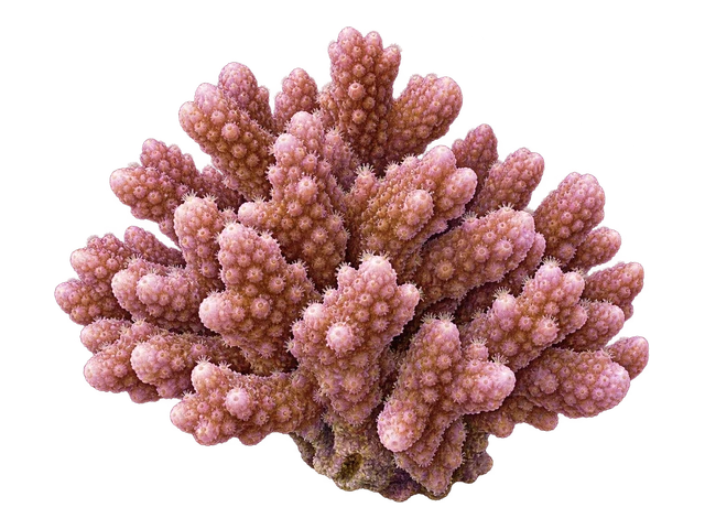 Cauliflower Coral