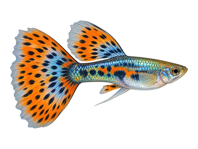 Guppy