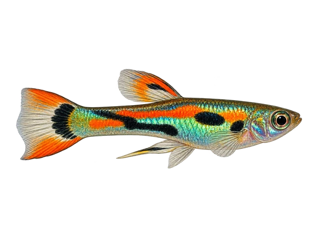 Endler's Livebearer