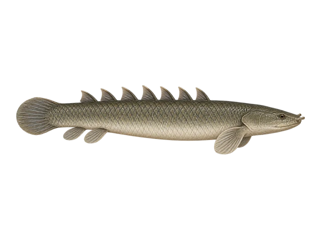 Senegal Bichir