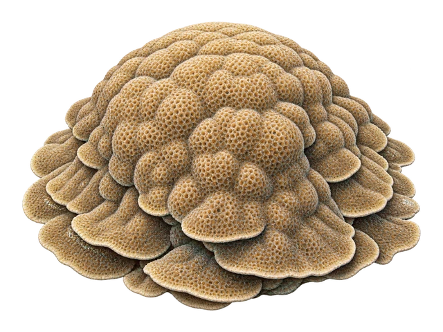 Massive Porites