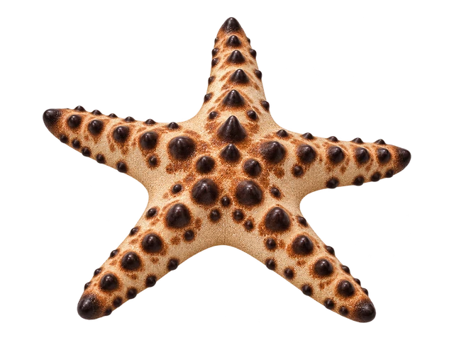 Chocolate Chip Star