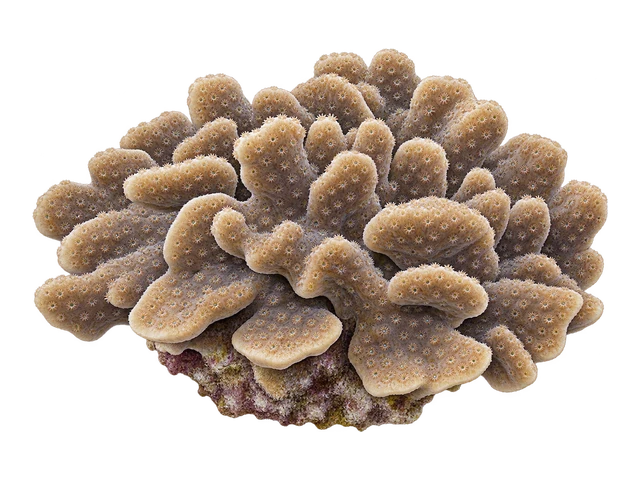 Sandpaper Coral