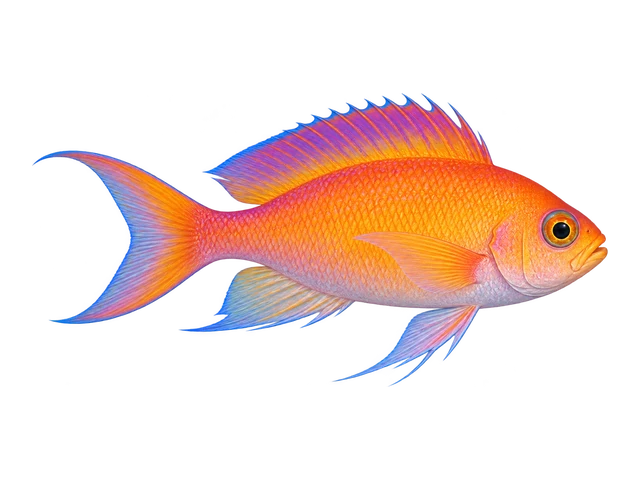 Dispar Anthias