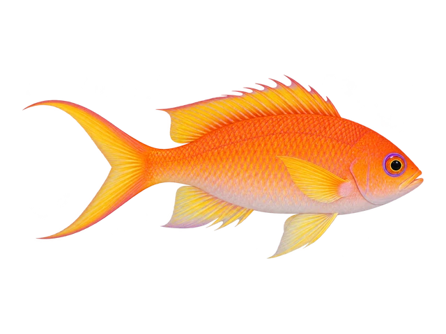 Lyretail Anthias