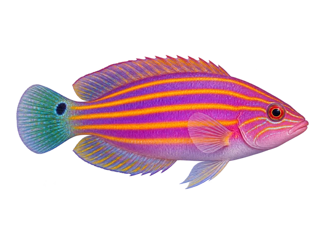 Six Line Wrasse