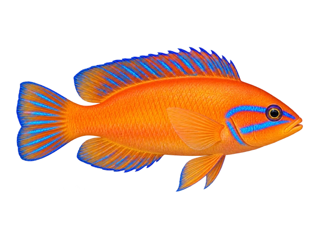 Neon Dottyback