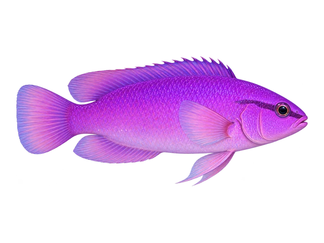 Orchid Dottyback