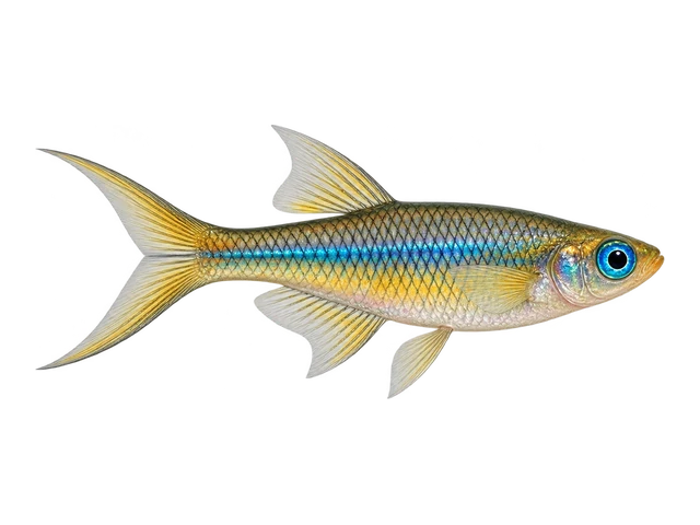Forktail Blue-eye