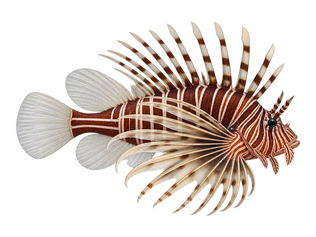 Radiata Lionfish