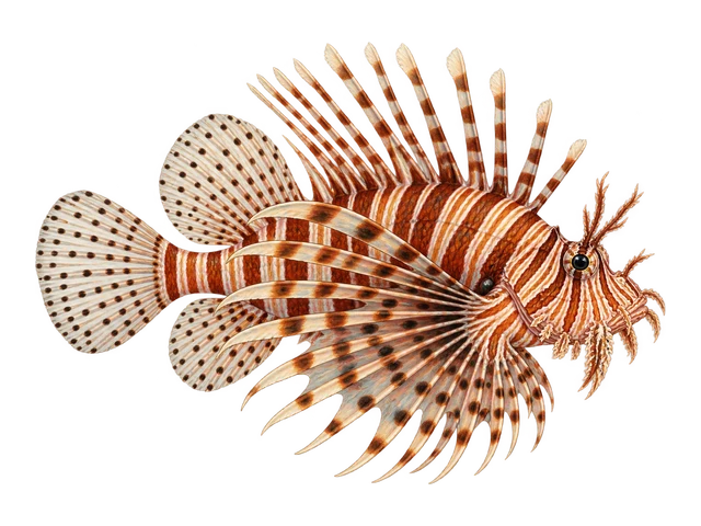 Volitans Lionfish