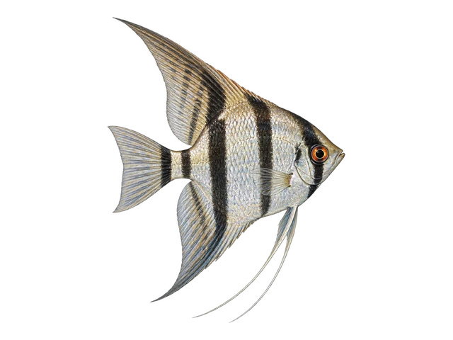 Angelfish