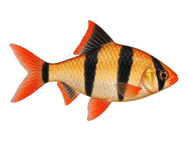 Tiger Barb