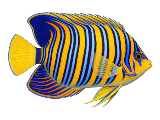 Regal Angelfish