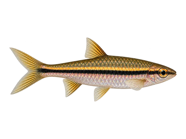 Brilliant Rasbora