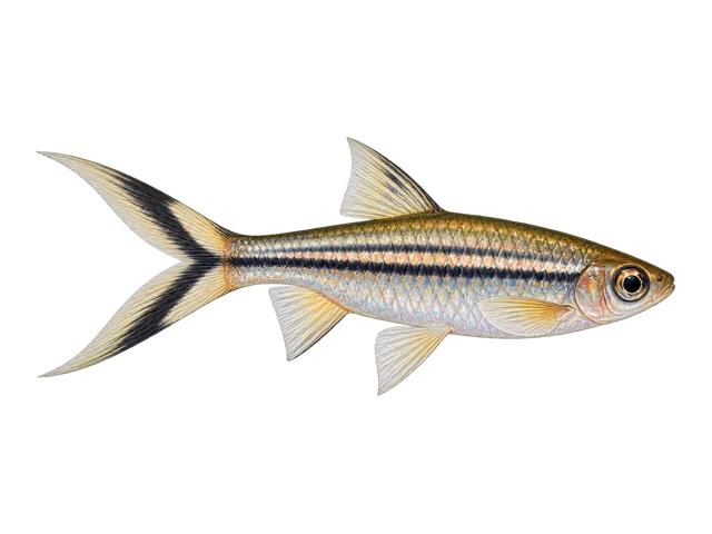Scissortail Rasbora