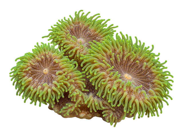Hairy Mushroom