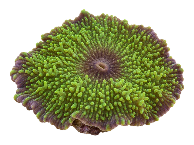 Bullseye Mushroom