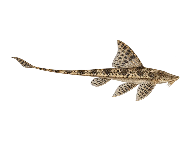 Whiptail Catfish