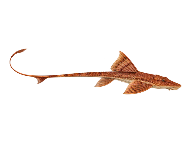 Red Lizard Whiptail