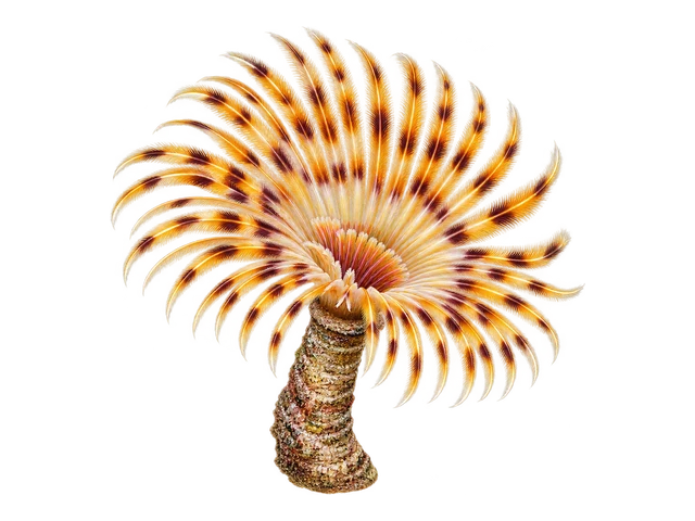 Magnificent Feather Duster