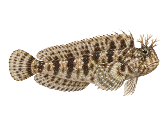 Lawnmower Blenny