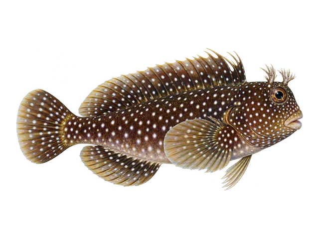 Starry Blenny