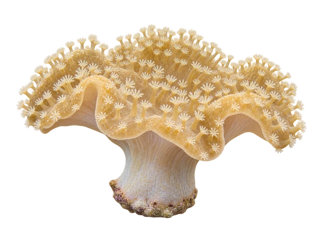 Toadstool Leather