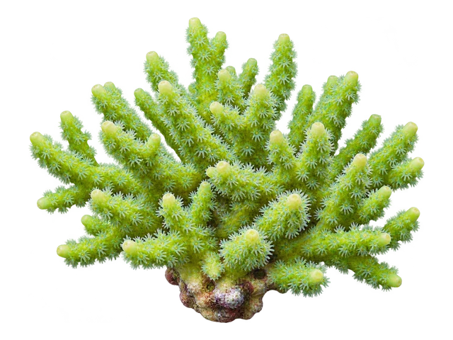 Green Birdsnest