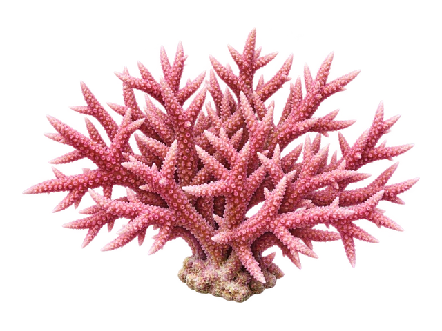 Birdsnest Coral