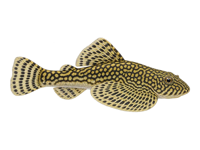 Reticulated Hillstream Loach