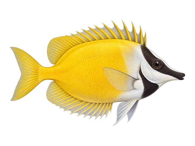 Foxface Rabbitfish