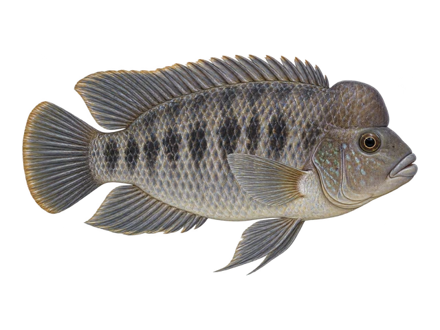 African Blockhead Cichlid