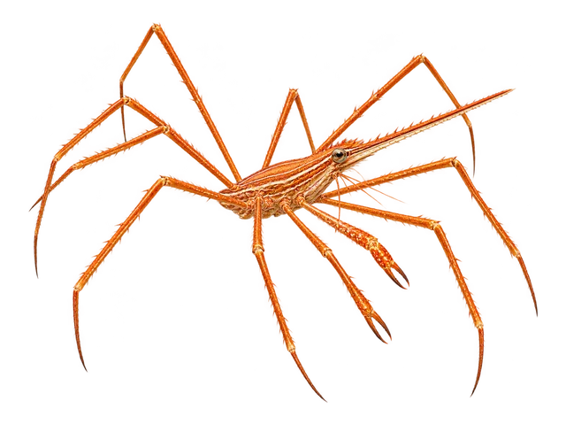 Arrow Crab